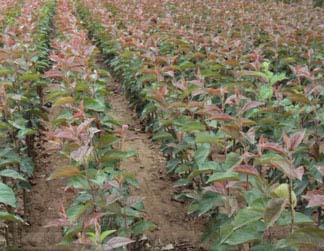 �������Ļ���С��