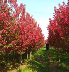 ���������̻�����