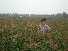 �������Ļ���һ��