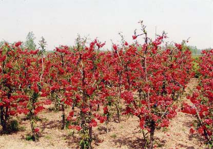 -��������Ʒ��