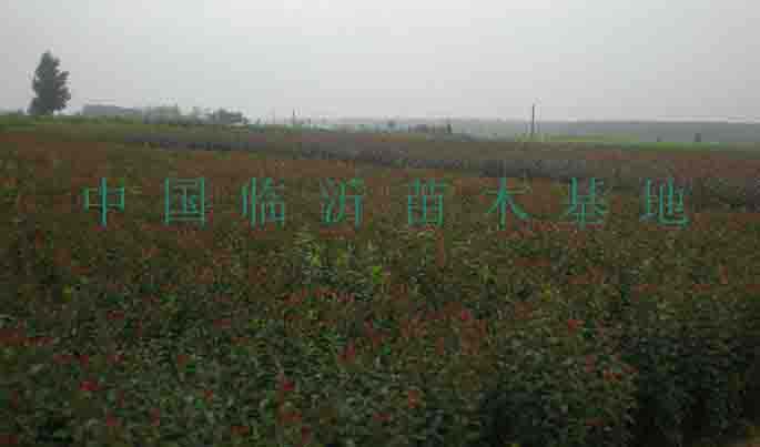 ļ޽
